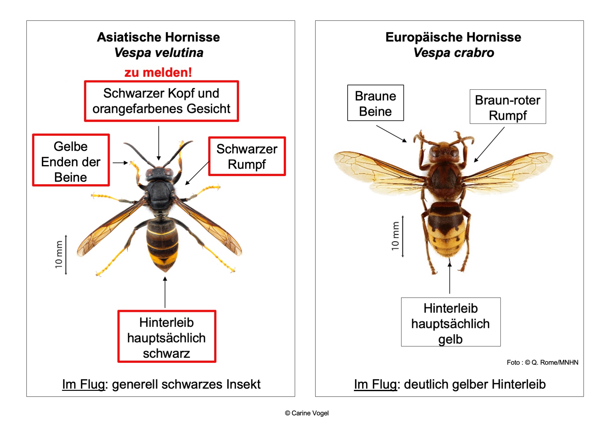 Hornissenvergleich